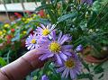 New York Aster